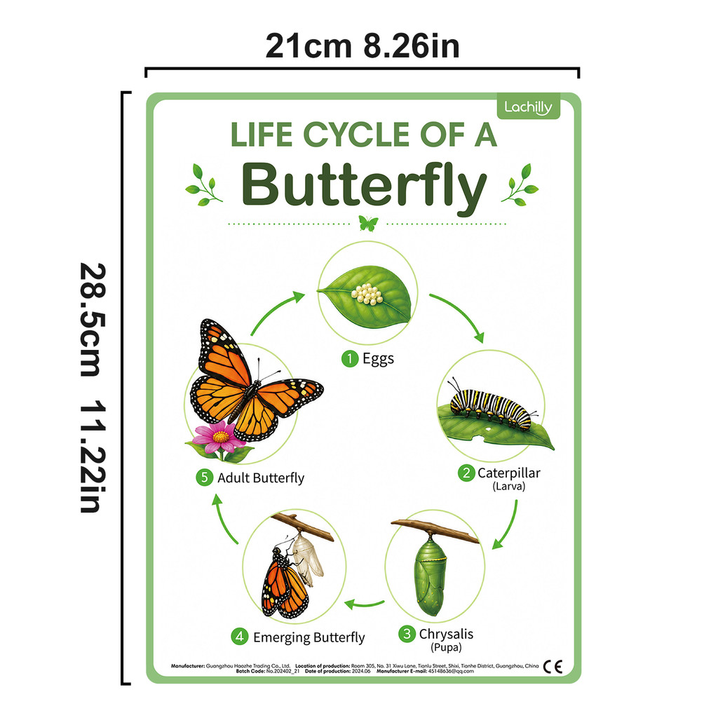 8 Poster Educativi sul Ciclo d - Kids Educational Poster recensione e prezzo