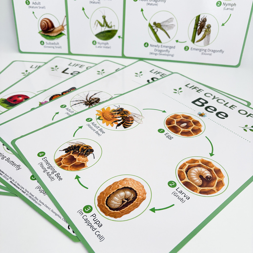8 Poster Educativi sul Ciclo d - Kids Educational Poster recensione e prezzo
